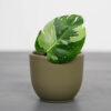 philodendron-white-princess-sadzonka