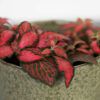 fittonia-mosaic-red-forest-flame