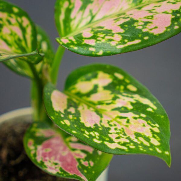 aglaonema-zircon-red-baby aglaonema-zircon-red-baby