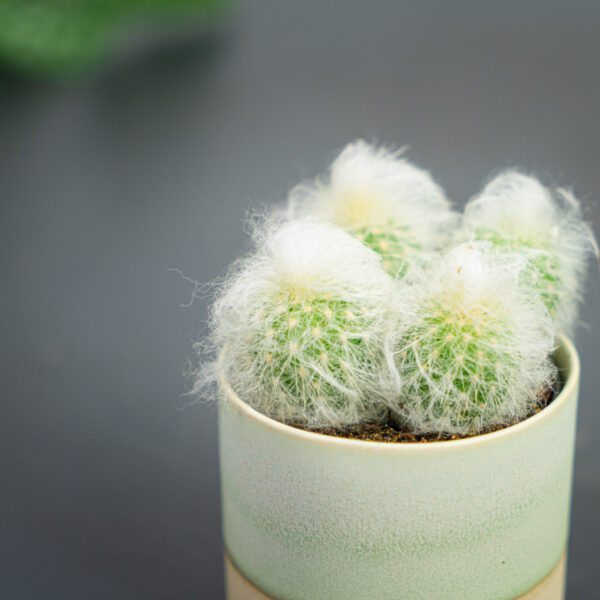 kaktus-austrocephalocereus-dybowskii-baby