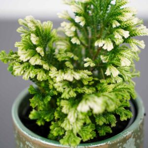 widliczka-selaginella-martensii-jori