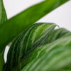 aglaonema-stripes