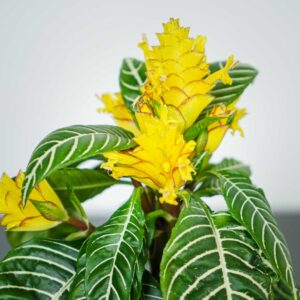 afelandra-sterczaca-kwitnaca-aphelandra-squarrosa-dania