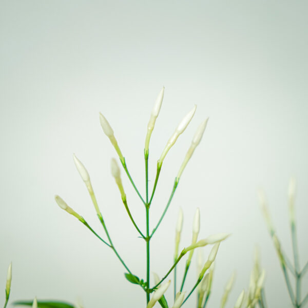 jasmin-na-obreczy-jasminum-polyanthum