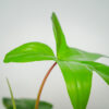 philodendron-florida-green
