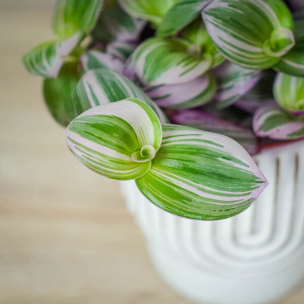 trzykrotka-nanouk-tradescantia-albiflora