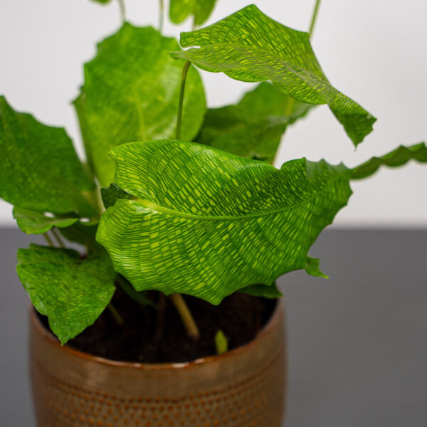 calathea-network