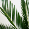 cykas-cycas-revoluta