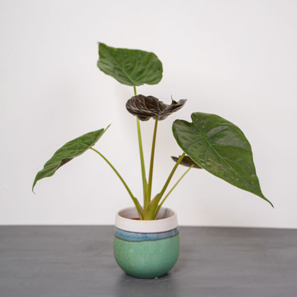 alokazja-wentii-alocasia