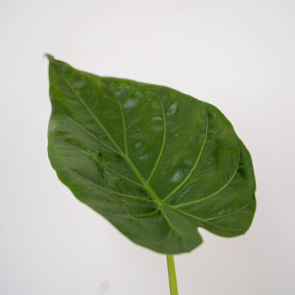 alokazja-wentii-alocasia