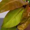 philodendron-prince-of-orange