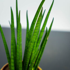 sansevieria-bacularis