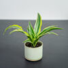 dracena-fragrans-lemon-surprise-baby-dracaena