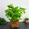 philodendron-xanadu