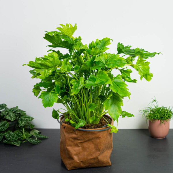 philodendron-xanadu