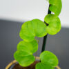 pochrzyn-sloniowy-dioscorea-elephantipes