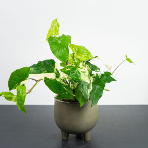 syngonium-podophyllum-variegata-emerald-gem-sadzonka