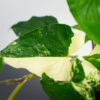 syngonium-podophyllum-variegata-emerald-gem-sadzonka
