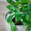 epipremnum-pinnatum-variegata