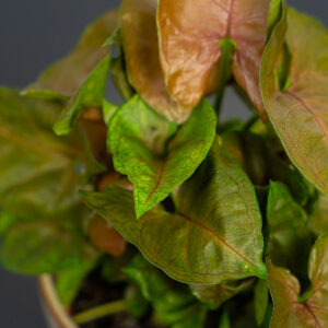 syngonium-plum-allusion