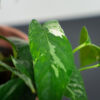 epipremnum-pinnatum-variegata