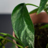 epipremnum-pinnatum-variegata