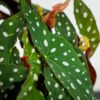 begonia-maculata