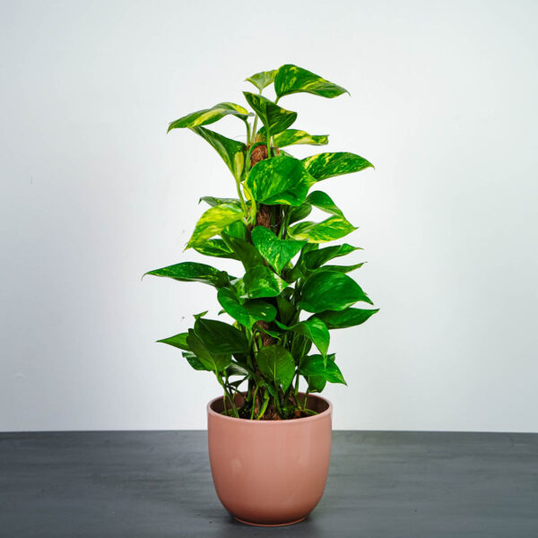 epipremnum-zlociste-na-paliku-epipremnum-aureum