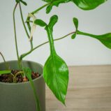 philodendron-joepii