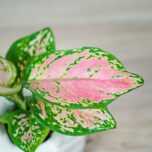 aglaonema-zircon-red-baby