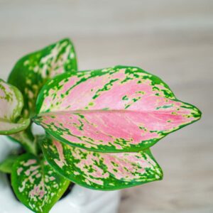 aglaonema-zircon-red-baby