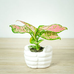aglaonema-zircon-red-baby