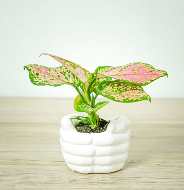 aglaonema-zircon-red-baby