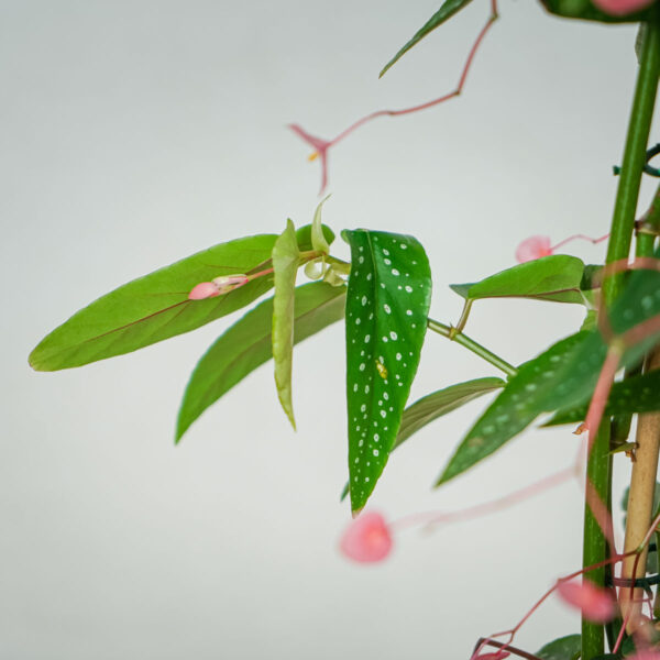 begonia-maculata-tamaya