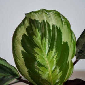 calathea-marion
