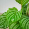 calathea-orbifolia