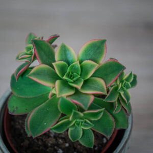 eonium-kiwi-aeonium-haworthii