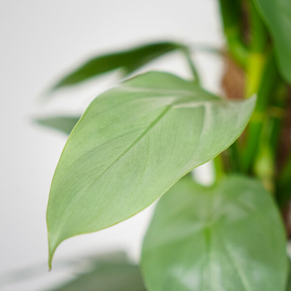 philodendron-hastatum-silver-queen