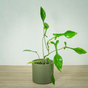 philodendron-joepii