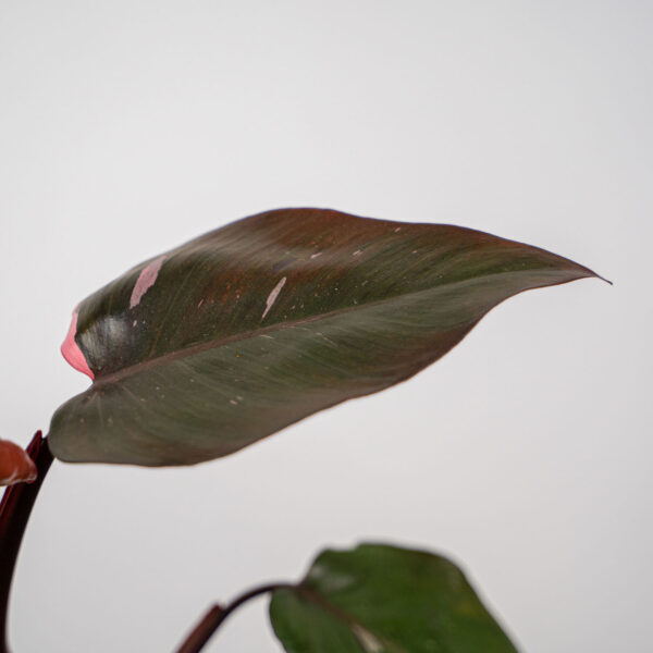philodendron-pink-princess