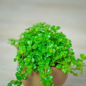 pilea-depressa-baby