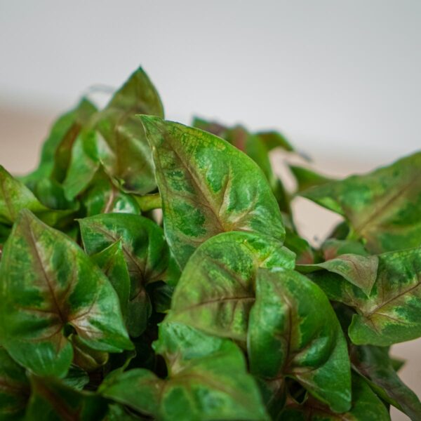 syngonium-plum-allusion (2) syngonium-plum-allusion