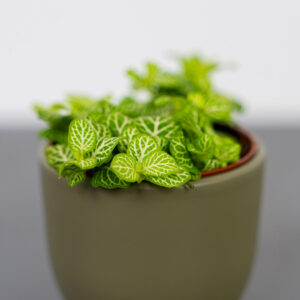 fittonia-joly-lemon