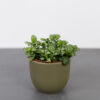 fittonia-mosaic-marble-green