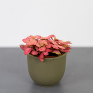 fittonia-pink-special