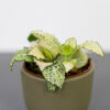 fittonia-snow-anne