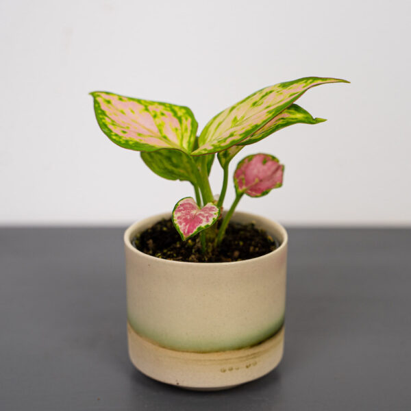 aglaonema-geely-red-baby