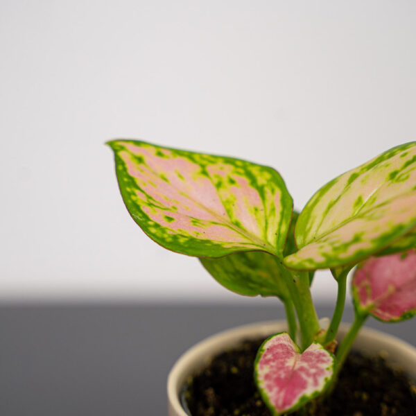 aglaonema-geely-red-baby