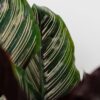 calathea-sanderiana