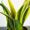 sansevieria-trifasciata-golden-flame